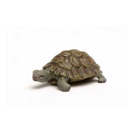 Wasserschildkröte klein