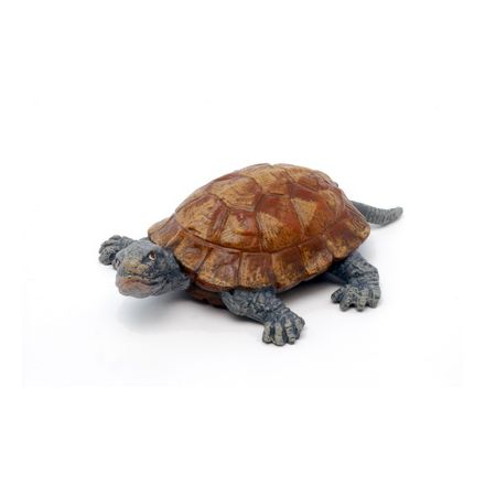 Wasserschildkröte groß